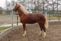 /album/fotos/machogroot-1-jpg/